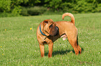 stehender Shar Pei