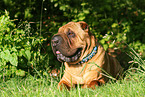 liegender Shar Pei