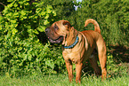 stehender Shar Pei