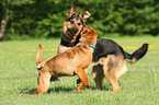 2 spielende Hunde