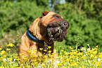 Shar Pei schnuppert an Gras