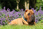 liegender Shar Pei