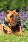 liegender Shar Pei