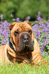 liegender Shar Pei