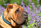 Shar Pei Portrait