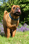 stehender Shar Pei