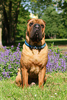 sitzender Shar Pei