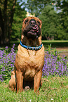 sitzender Shar Pei