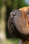 Shar Pei Nase