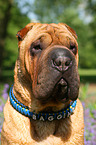 Shar Pei Portrait