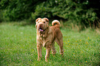 stehender Shar Pei