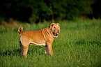 stehender Shar Pei