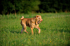 laufender Shar Pei