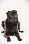 liegender Shar Pei