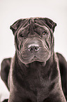 Shar Pei Portrait