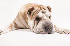 liegender Shar Pei