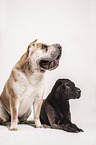 2 Shar Peis