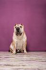 sitzender Shar Pei