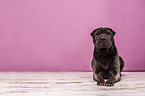 sitzender Shar Pei