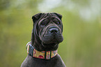 Shar Pei Portrait