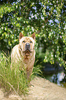 stehender Shar Pei