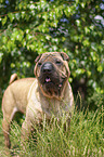 stehender Shar Pei