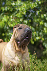 Shar Pei