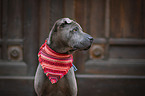 Shar Pei Portrait