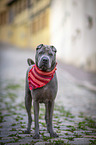 stehender Shar Pei