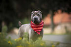 stehender Shar Pei