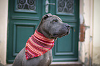 sitzender Shar Pei