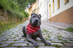 liegender Shar Pei