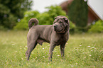 stehender Shar Pei