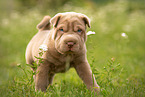 stehender Shar Pei Welpe