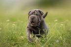 laufender Shar Pei Welpe