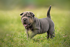 laufender Shar Pei Welpe