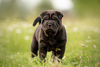 stehender Shar Pei Welpe