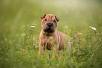 stehender Shar Pei Welpe