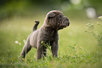 stehender Shar Pei Welpe