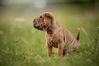 sitzender Shar Pei Welpe