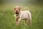 stehender Shar Pei Welpe