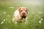 laufender Shar Pei Welpe