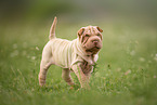 laufender Shar Pei Welpe