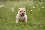 sitzender Shar Pei Welpe