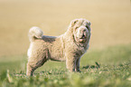 Shar Pei