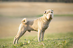 Shar Pei