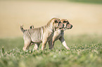 Shar Pei Welpen