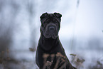 Shar Pei im Winter