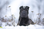 Shar Pei im Winter