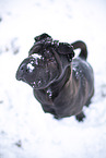 Shar Pei im Winter